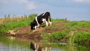 ¿CUÁNTA AGUA TOMA UNA VACA LECHERA?