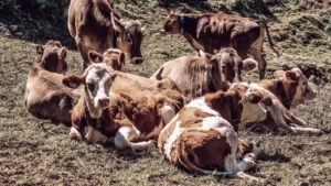 ¿Cetosis subclínica en vacas lecheras por ensilados mal fermentados?