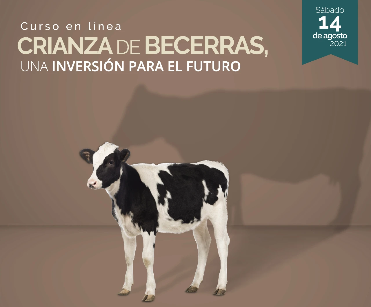 Crianza de becerras, una inversión para el futuro