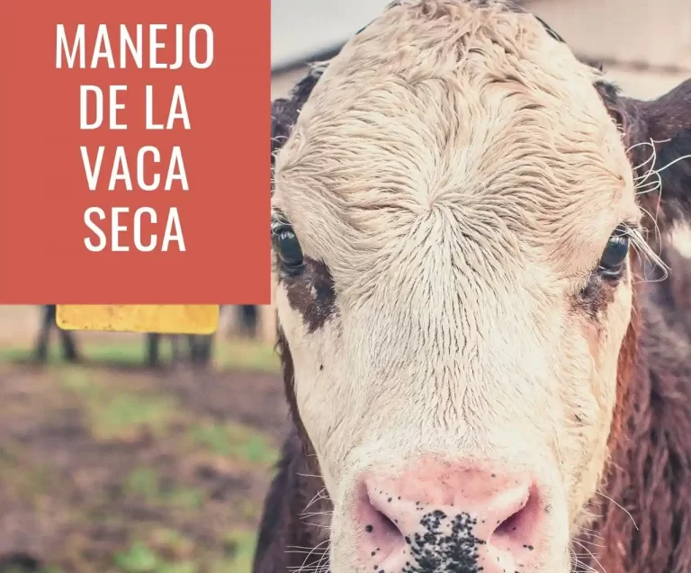 El manejo de la vaca seca